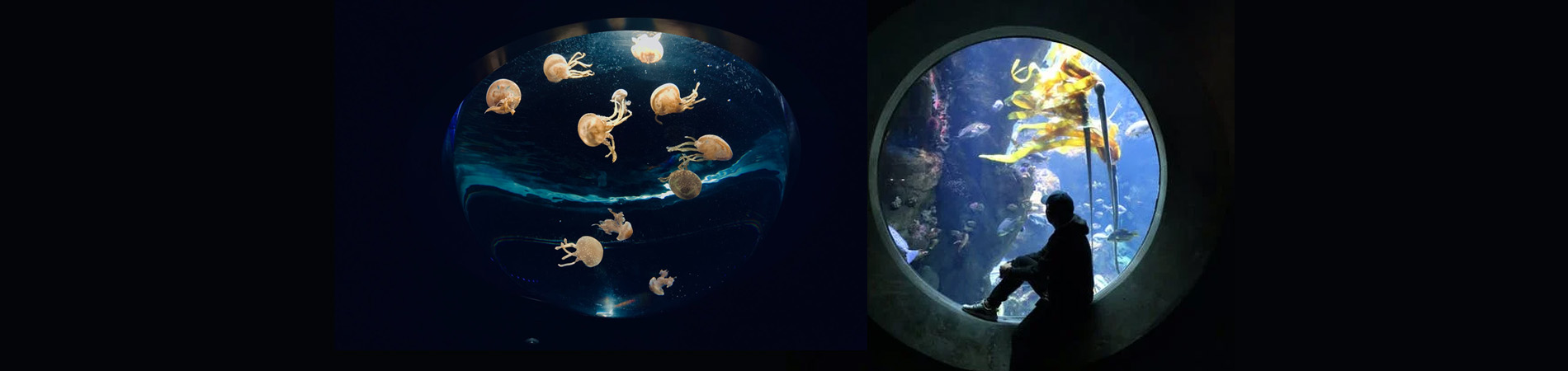 Acquario naturale con piante acquatiche e prodotti per acquariofilia Tropical Nature