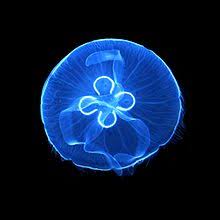 ACQUARIO PER MEDUSE JELLYFISH 70 TROPICALNATURE