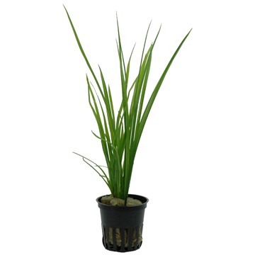 CYPERUS HELFERI TROPICA