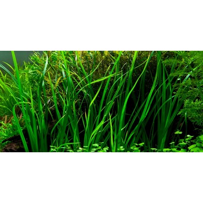 CYPERUS HELFERI TROPICA