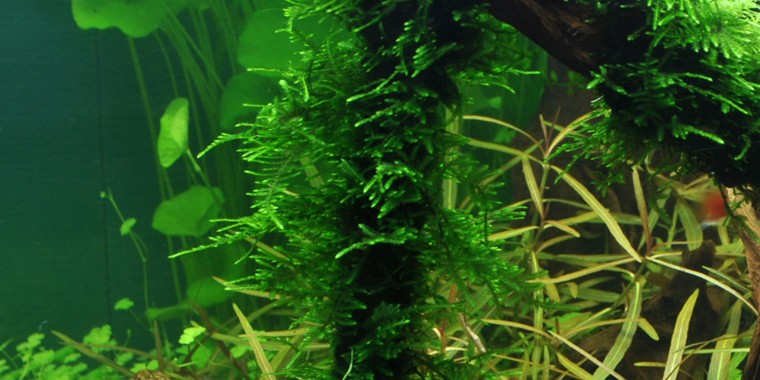 TAXIPHYLLUM SPIKY TROPICA