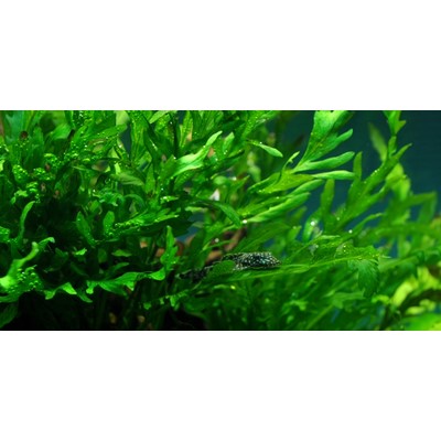 BOLBITIS HEUDELOTII