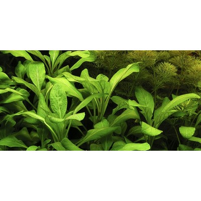LOBELIA CARDINALIS TROPICA
