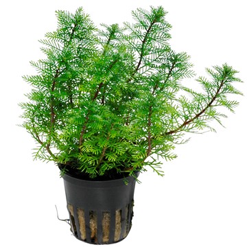 MYRIOPHYLLUM MATTOGROSSENSE TROPICA