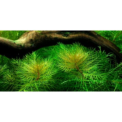 MYRIOPHYLLUM MATTOGROSSENSE TROPICA