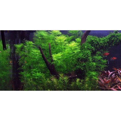 MYRIOPHYLLUM MATTOGROSSENSE TROPICA