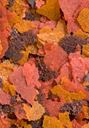 BRINE SHRIMP PLUS FLAKES 34g OCEAN NUTRITION