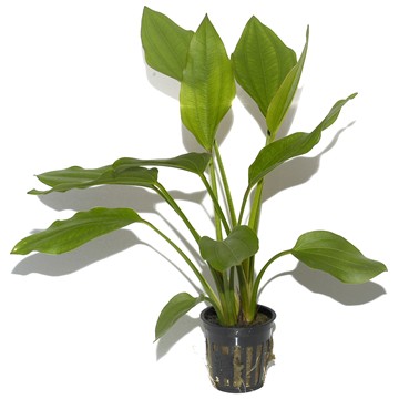 ECHINODORUS PALIFOLIUS TROPICA