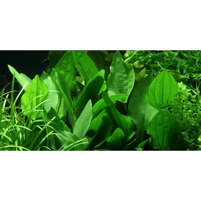 ECHINODORUS PALIFOLIUS TROPICA