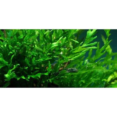 BOLBITIS HEUDELOTII su legno TROPICA