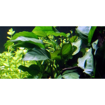 ANUBIAS BARTERI BARTERI