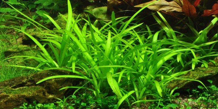 SAGITTARIA SUBULATA