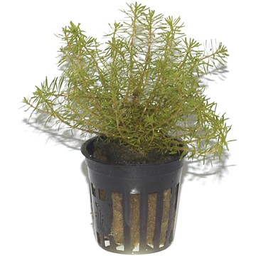 ROTALA WALLICHII TROPICA
