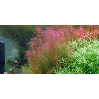 ROTALA WALLICHII TROPICA