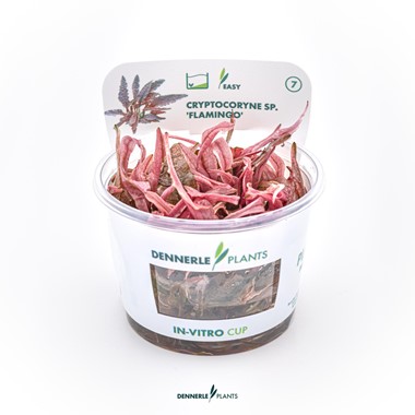CRYPTOCORYNE SPEC. FLAMINGO