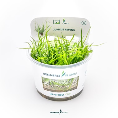 JUNCUS REPENS