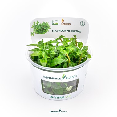 STAUROGYNE REPENS