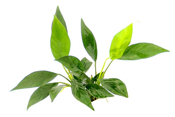 ANUBIAS BARTERI VAR.GLABRA