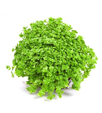 HEMIANTHUS CALLITRICHOIDES CUBA