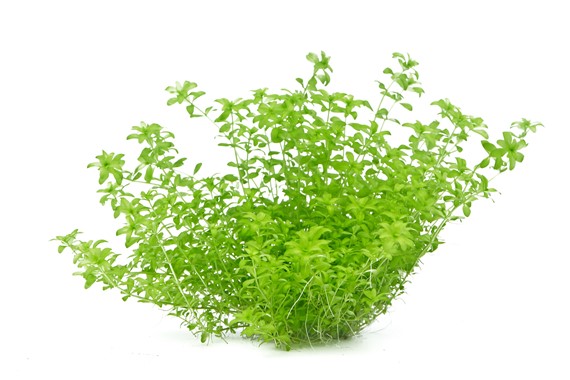 HEMIANTHUS GLOMERATUS