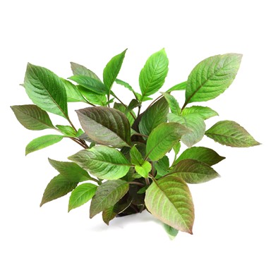 HYGROPHILA CORYMBOSA