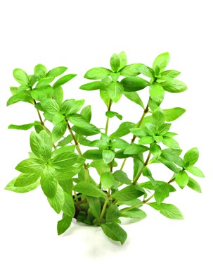 HYGROPHILA POLYSPERMA