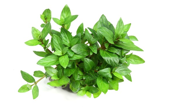 STAUROGYNE REPENS