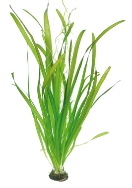 VALLISNERIA AUSTRALIS GIGANTEA