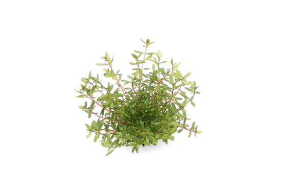 ROTALA ROTUNDIFOLIA LAOS