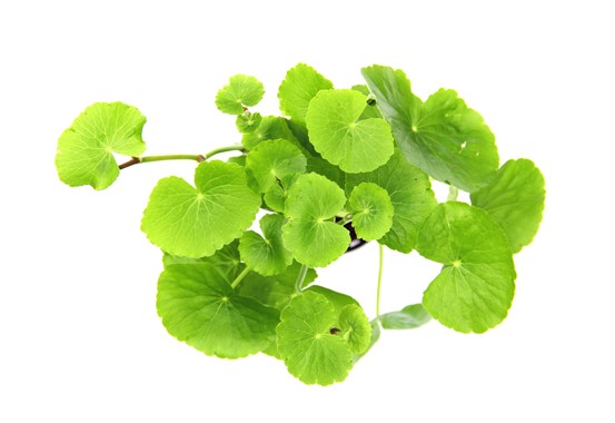 HYDROCOTYLE LEUCOCEPHALA XXL DENNERLE PLANTS
