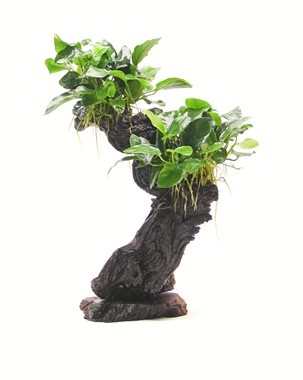 ANUBIAS BARTERI VAR. NANA MBUNA M