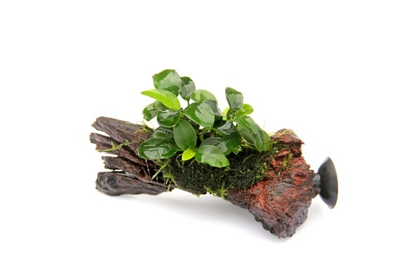 ANUBIAS NANA BONSAI su legno