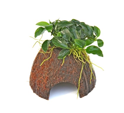 ANUBIAS NANA BONSAI su cocco
