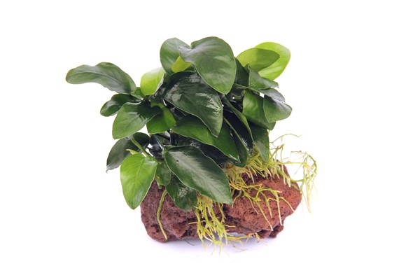 ANUBIAS BARTERI VAR. NANA su roccia
