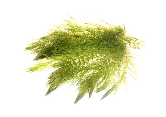 CERATOPHYLLUM DEMERSUM