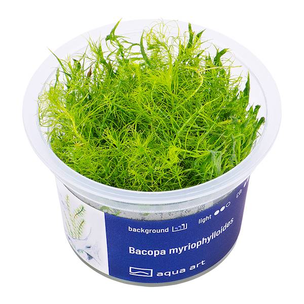 BACOPA MYRIOPHYLLOIDES