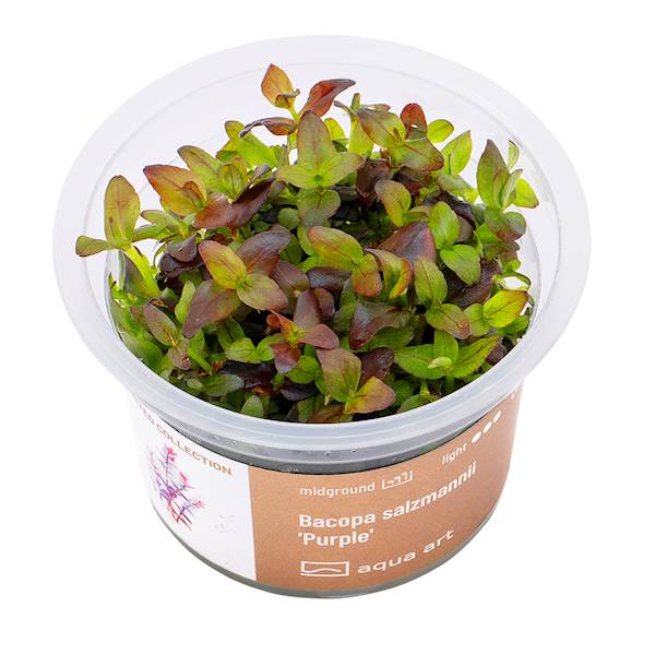 BACOPA SALZMANNII  PURPLE