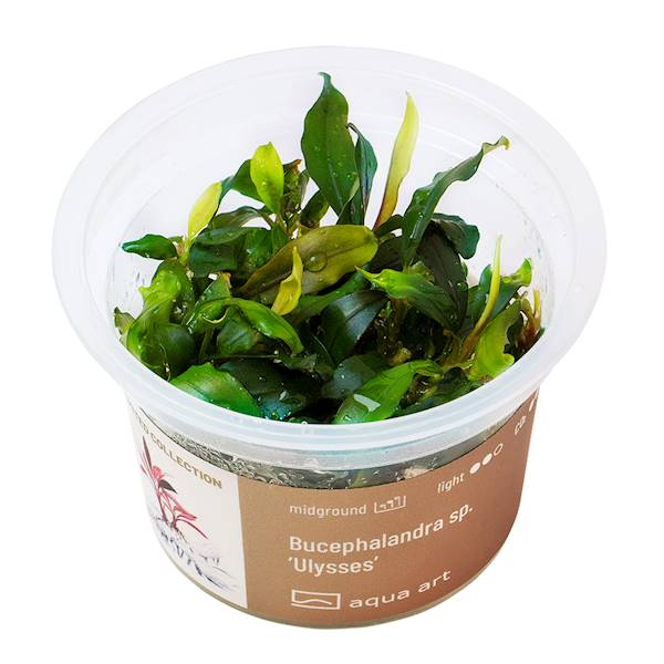 BUCEPHALANDRA SP.ULYSSES