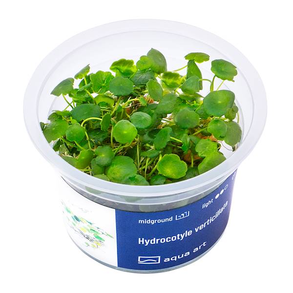 HYDROCOTYLE VERTICILLATA