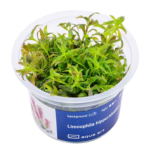 LIMNOPHILA HIPPURIDOIDES