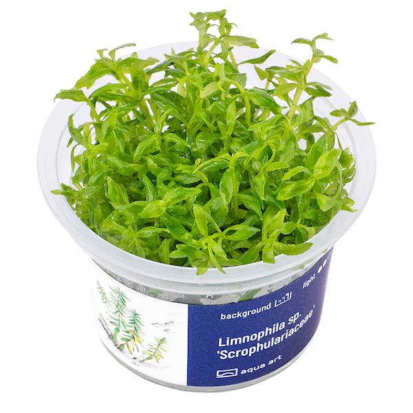 LIMNOPHILA SP. SCROPHULARIACEAE