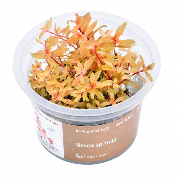 NESEA SP. GOLD
