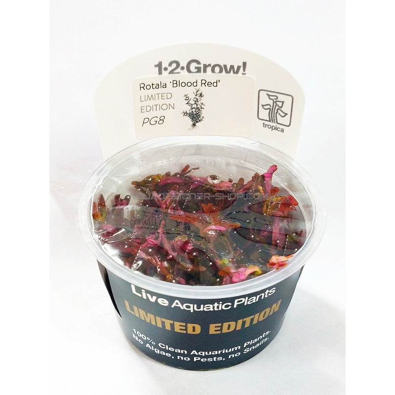 ROTALA BLOOD RED 