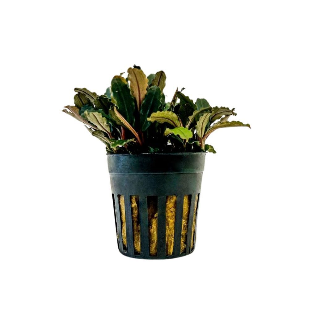BUCEPHALANDRA BLUE GREEN