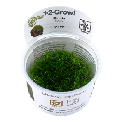 RICCIA FLUITANS