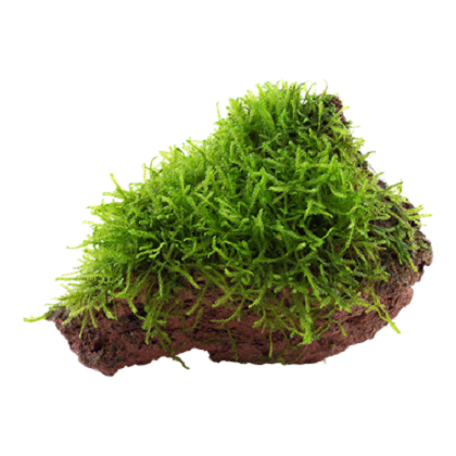 TAXIPHYLLUM BARBIERI su roccia