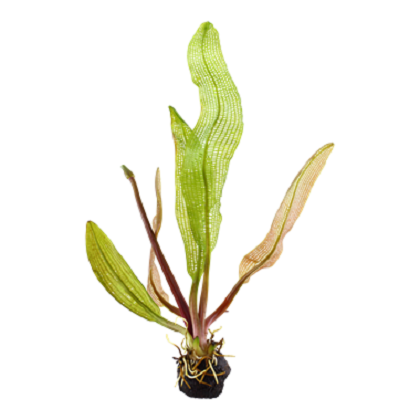 APONOGETON MADAGASCARIENSIS