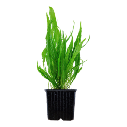 MICROSORUM PTEROPUS XL TROPICA