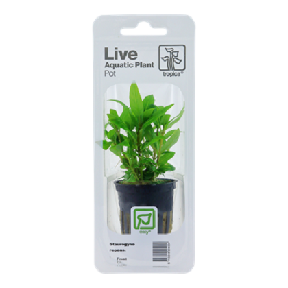 STAUROGYNE REPENS