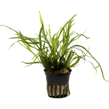 MICROSORUM PTEROPUS TRIDENT